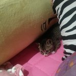 [김치즈냥] [김치's] 츤츤한 <b>도도</b>냥이와 동거중인 집사이야기 3탄