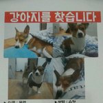 강아지 <b>몽</b><b>쉘</b>이를 찾아요 한번만 봐주세요ㅠㅠ