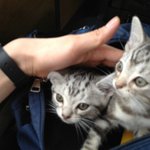 느아도 고양이 키운드아!!