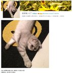 [EXO] 엑소 타오와 미쓰에이 <b>지아</b>의 고양이??