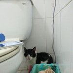 충청권까지 모두 가능)) 코숏 수컷 <b>성묘</b> 고양이 입양 원합니다. 누가...