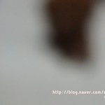 [<b>푸들</b>망치] 망치의합정동적응기3!!!!!!!!