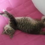 [김치즈냥] [김치's] 츤츤한 <b>도도</b>냥이와 동거중인 집사이야기 4탄