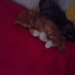 [하모아모판] 사진많아有)슈렉냥 아모와 <b>미묘</b>냥 하모의 똥꼬발랄 적응기+ㅅ+