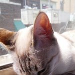 [<b>샤인</b>] 샴링스와 페르시안고양이 6탄^.^