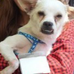 [얼짱견<b>레오</b>] 얼꽝견에서 얼짱견이 된 "<b>레오</b>"이야기