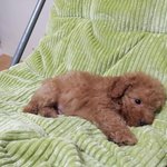 싱가폴 사는 (거대 토이푸들) 후치