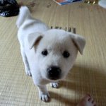 우리집 아기진돗개 <b>몽이</b>를 소개합니다.