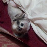 [유기견애견] 대구만촌동시<b>츄</b>찾아요