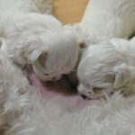 [꼬맹이네] <b>꼬물</b>이들이 태어났어요~ㅎㅎ