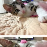 [고양이] 웃으면서 자는 우리 고양이 <b>나비</b>^^