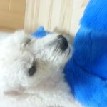 [주인찾아요] 제발봐주세요 강아지 주인찾아요