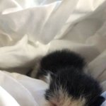 제발 이 아기고양이를 도와주세요!!!!!!!!!!!!!!!!