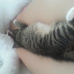 [김치즈냥] [김치's] 츤츤한 <b>도도</b>냥이와 동거중인 집사이야기 5탄