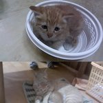 우리<b>나비</b>.. 아가들 분양합니다.