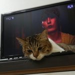 [우람이] <b>자판</b>위에서 쿨쿨~
