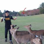흔한 <b>사슴</b>공원.jpg