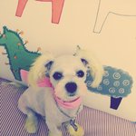 대소변을 못가려요