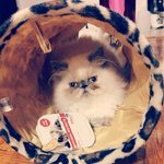 [아리와베리] [히말라얀고양이]<b>미묘</b>가되어가는 아리~*