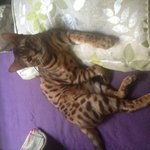 [허<b>앙리</b>] 뱅갈고양이 <b>앙리</b>의 하루