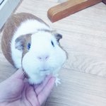 [코니포비] 한지붕아래 고양이와 기니<b>피그</b>