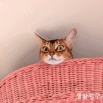 한국은 외국인들의 천국~~~~~~~~~