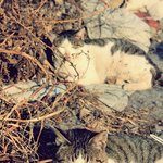 과거 길고양이들과의 인연 5