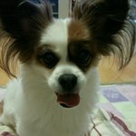 잃어버린 강아지를 찾습니다ㅠㅠ꼭 좀 봐주세요!!!!!