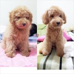 싱가폴 사는 (거대 토이푸들) 후치 2