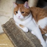 [유봉이네] 고양이 낚시(유봉이네)