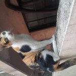 [길냥이] 사람잘따르는 애교많은 길냥이 2세 <b>탄생</b>!