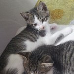 [고양이] 우리집 고양이 메이커 다이어리 1