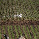 [우<b>쭈쭈</b>] 혐오주의]목숨만은 건진 갈매기