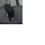 서울 노원구 공릉2동 <b>턱시도</b> 고양이 잃어버린분?