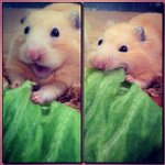 [EXO] 햄스터 시우민.<b>jpg</b>