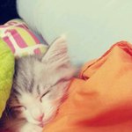 냐<b>옹아</b> 이름이 머냥?