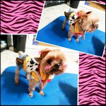 카우보이 <b>몽이</b>에요