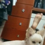[찾아주세요] 9월8일 <b>실종</b>됫어요-성수동에서 포메라니안 강아지를...