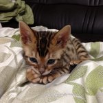 [허<b>앙리</b>] 뱅갈고양이 <b>앙리</b>의 아깽이시절