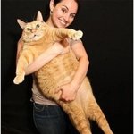 [<b>고야</b>잉] 뚱뚱하지만 귀여운 고양이 모음.jpg