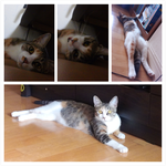 저희 <b>보리</b> 입양하실분 구합니다