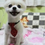 [한글이] 으르렁대 한글이 [43]