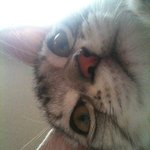 느아도 고양이 키운드아!! 2탄 납시었소