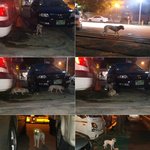 [쁜이] 녀석은 새 삶을 살 수 있을까요? 4편