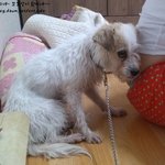 [쁜이] 녀석은 새 삶을 살 수 있을까요? 5편