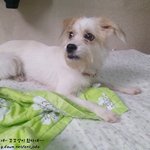 [쁜이] 녀석은 새 삶을 살 수 있을까요? 6편