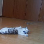 [<b>미남</b>이] 미나리를 사랑한 고양이 <잘생긴 고양이 <b>미남</b>이 이야기...