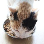[개냥하우스] 밥 잡수러 오신 길냥이 9탄