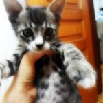 [하모아모판] 사진많아有) 반할 수 밖에 없는 아기냥이 하모, 아모판+_+