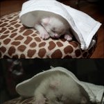 [둥이네] <b>집사</b>에게 사랑받는 법